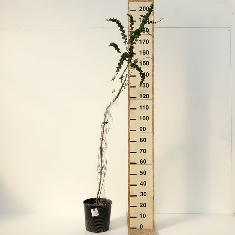 Exemplaar van Eucalyptus Baby Blue - Gommier argenté Pot de 7,5L/10L zoals geleverd in de winter