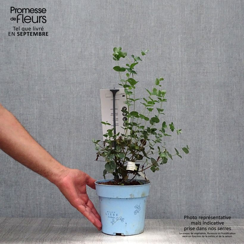 Exemplaar van Eucalyptus pulverulenta Baby Blue - Gomboom Pot van 2 l/3 l zoals geleverd in de herfst
