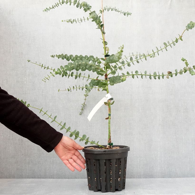 Exemplaar van Eucalyptus pulverulenta Baby Blue - Gomboom Pot van 4 l/5 l zoals geleverd in de winter