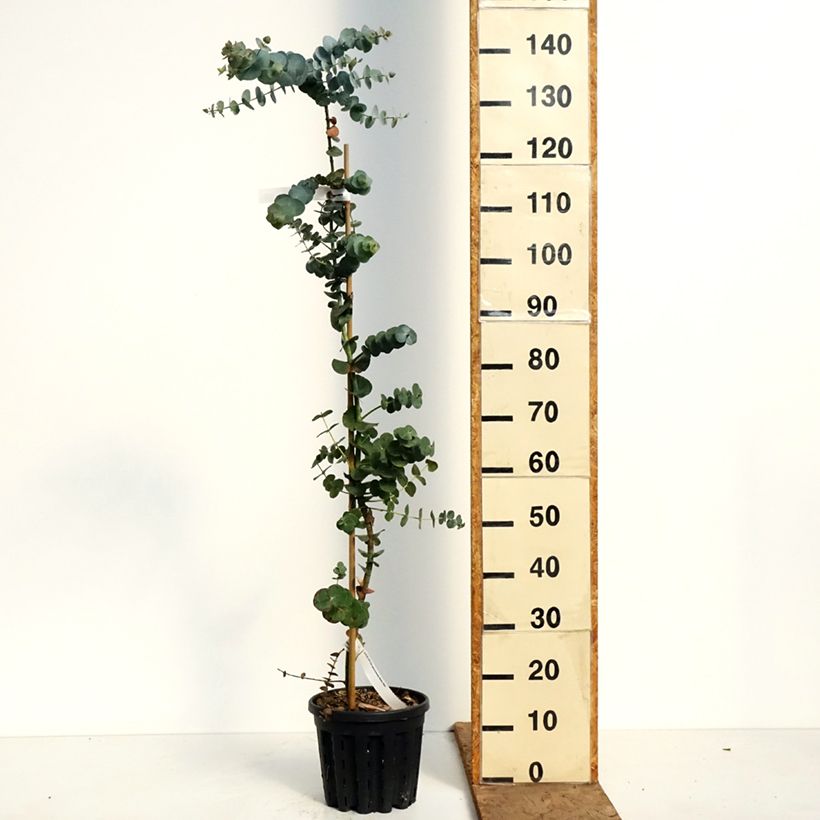 Exemplaar van Eucalyptus pulverulenta Baby Blue - Gomboom Pot van 4 l/5 l zoals geleverd in de lente