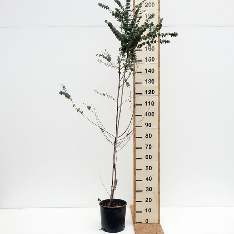 Exemplaar van Eucalyptus pulverulenta Baby Blue - Gomboom Pot van 7,5 l/10 l zoals geleverd in de herfst