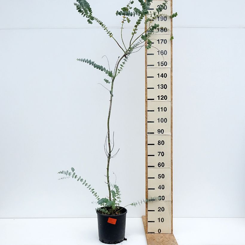 Exemplaar van Eucalyptus pulverulenta Baby Blue - Gomboom Pot van 7,5 l/10 l zoals geleverd in de zomer