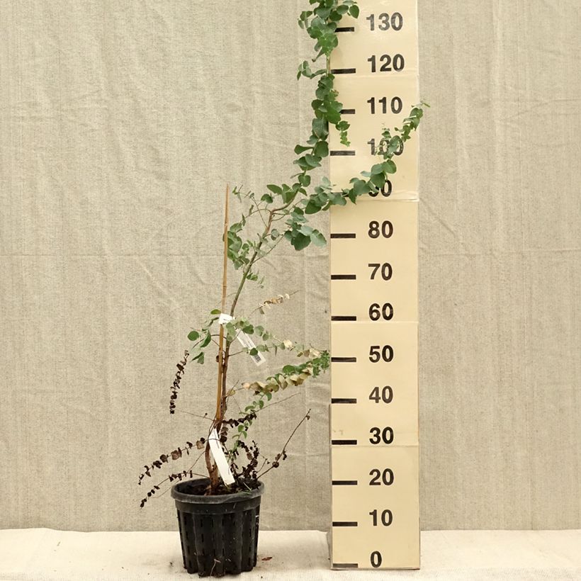 Exemplaar van Eucalyptus bridgesiana Pot van 4 l/5 l zoals geleverd in de herfst