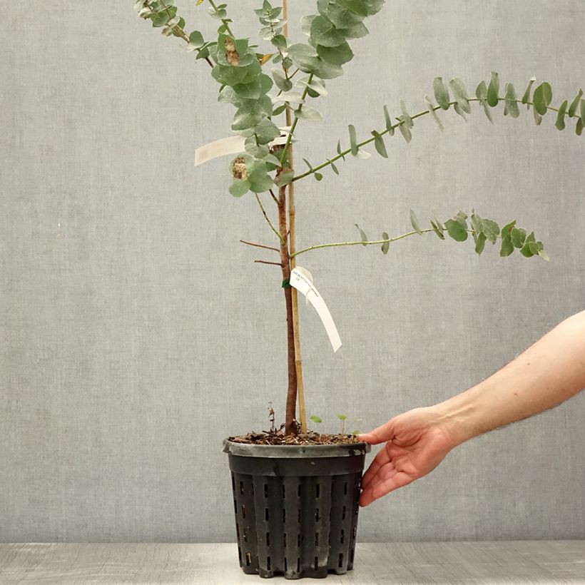 Exemplaar van Eucalyptus bridgesiana Pot van 4 l/5 l zoals geleverd in de zomer