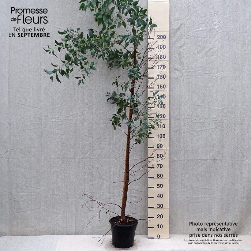 Exemplaar van Eucalyptus camaldulensis Rostrata - Rode gomboom Pot van 7,5 l/10 l zoals geleverd in de herfst