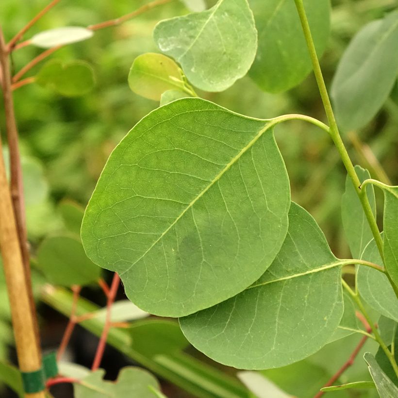Eucalyptus camphora subsp. camphora (Blad)
