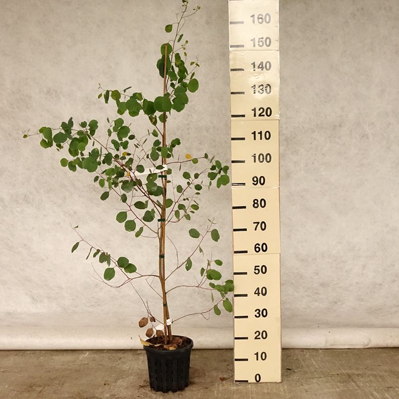Exemplaar van Eucalyptus camphora subsp. camphora Pot van 4 l/5 l zoals geleverd in de zomer
