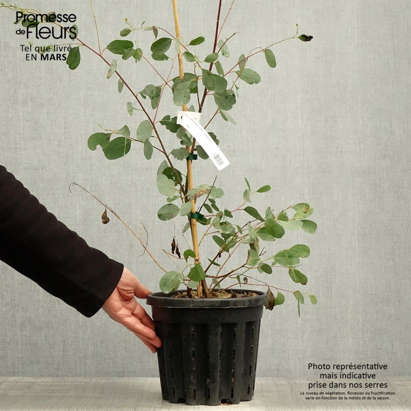 Example of Eucalyptus camphora subsp. camphora Pot van 4 l/5 l as you get in printemps