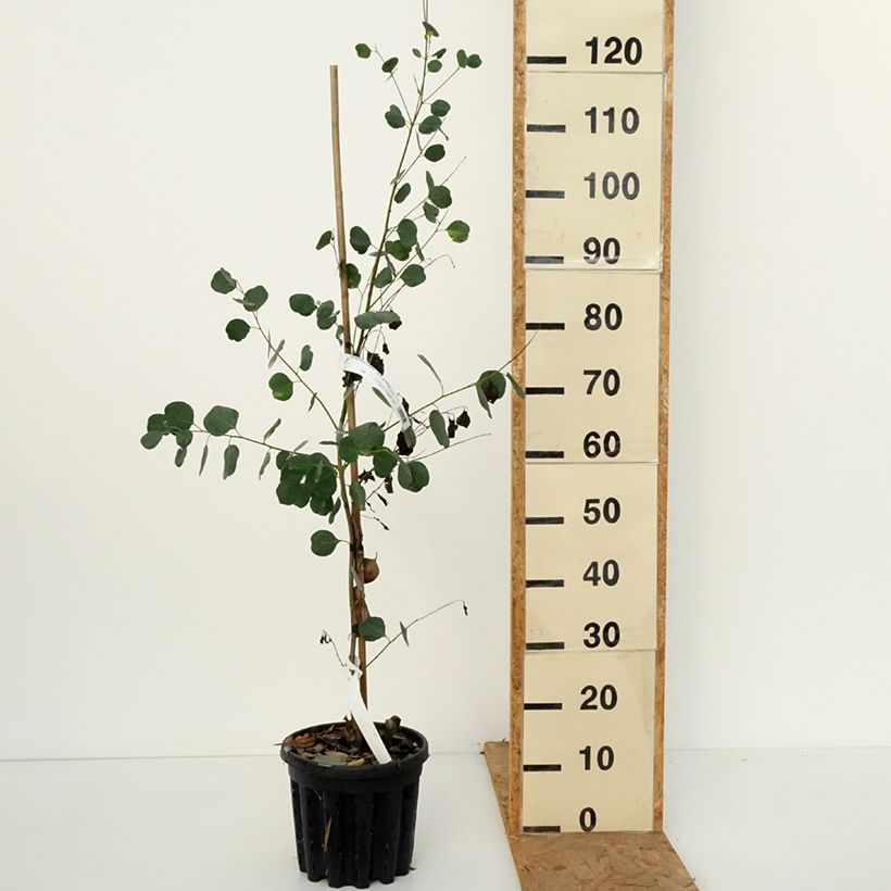Exemplaar van Eucalyptus camphora subsp. camphora Pot van 4 l/5 l zoals geleverd in de herfst