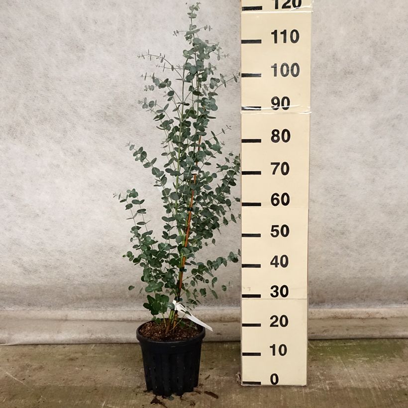 Exemplaar van Eucalyptus camphora subsp. humeana Pot van 4 l/5 l zoals geleverd in de herfst