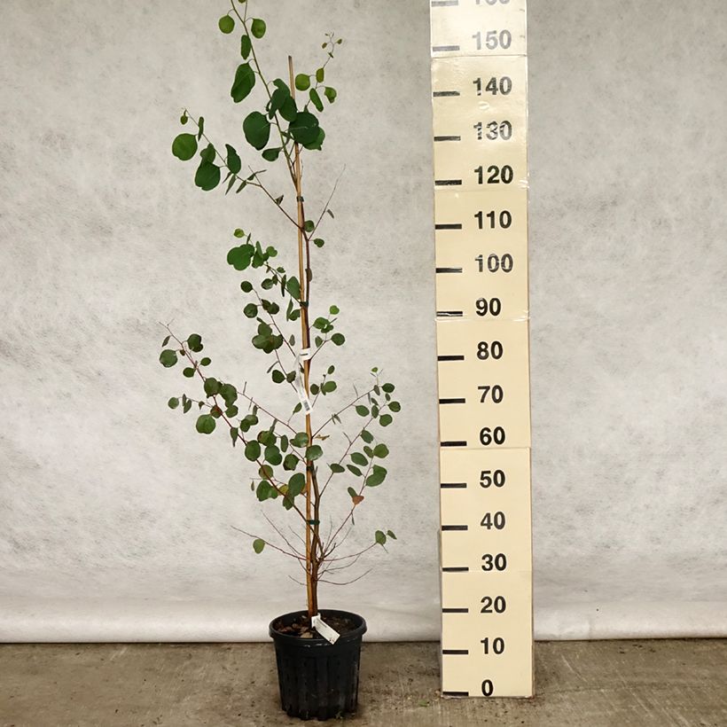 Exemplaar van Eucalyptus camphora subsp. humeana Pot van 4 l/5 l zoals geleverd in de lente