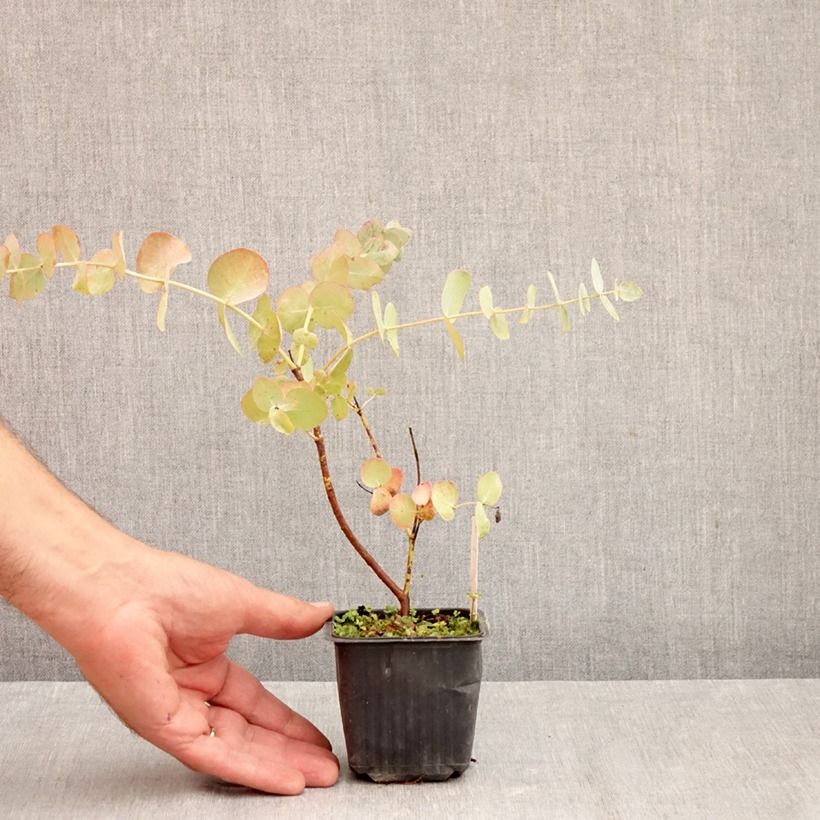 Exemplaar van Eucalyptus cinerea Silver Dollar - Gomboom Kweekpotje van 8/9 cm zoals geleverd in de herfst