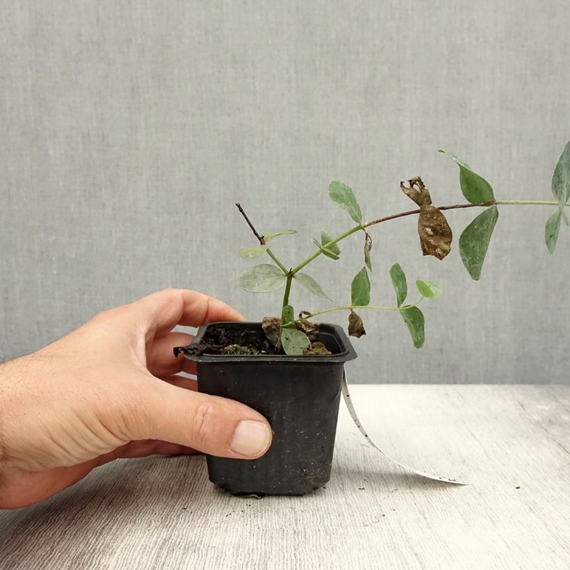 Exemplaar van Eucalyptus cinerea Silver Dollar - Gomboom Kweekpotje van 8/9 cm zoals geleverd in de zomer