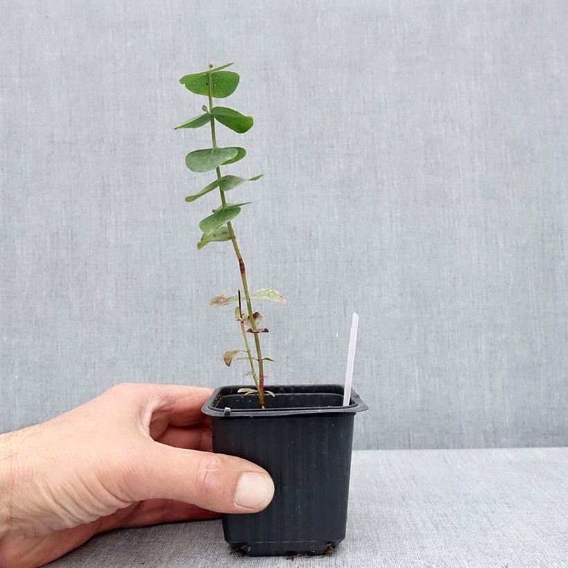 Exemplaar van Eucalyptus cinerea Silver Dollar - Gomboom Kweekpotje van 8/9 cm zoals geleverd in de lente