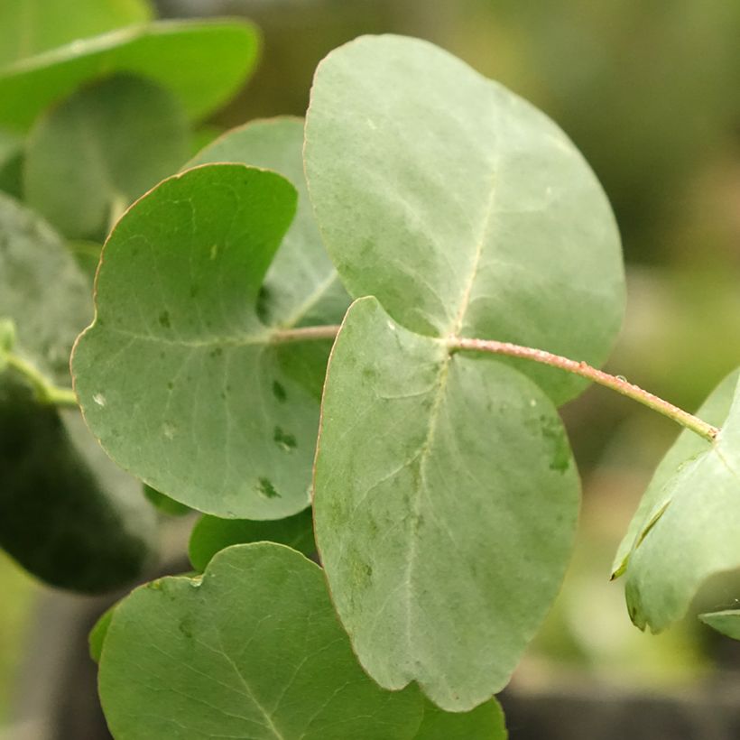 Eucalyptus cinerea Silver Dollar - Gomboom (Blad)
