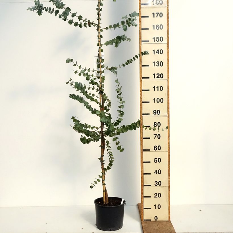 Exemplaar van Eucalyptus cinerea Silver Dollar - Gomboom Pot van 7,5 l/10 l zoals geleverd in de lente