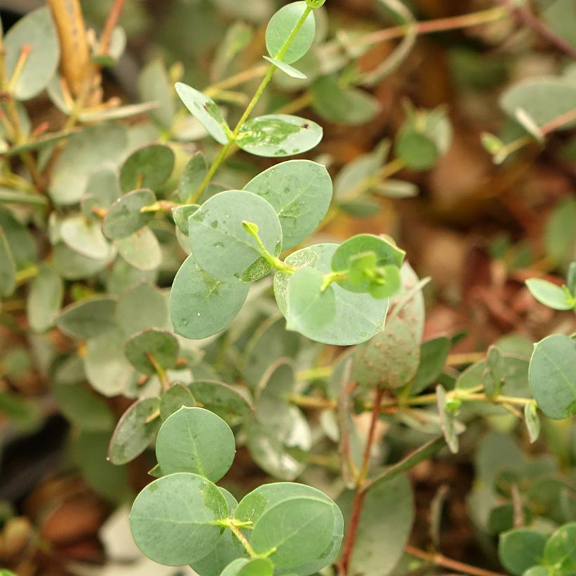 Eucalyptus coccifera - Gomboom (Blad)
