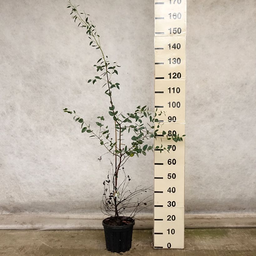 Exemplaar van Eucalyptus coccifera - Gomboom Pot van 4 l/5 l zoals geleverd in de herfst