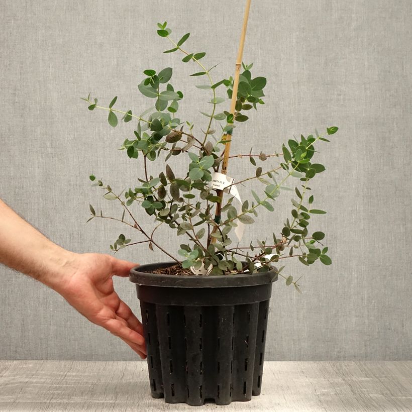 Exemplaar van Eucalyptus coccifera - Gomboom Pot van 4 l/5 l zoals geleverd in de zomer