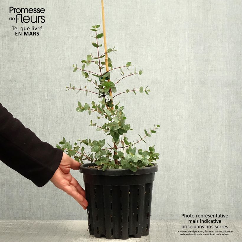 Example of Eucalyptus coccifera - Gomboom Pot van 4 l/5 l as you get in printemps