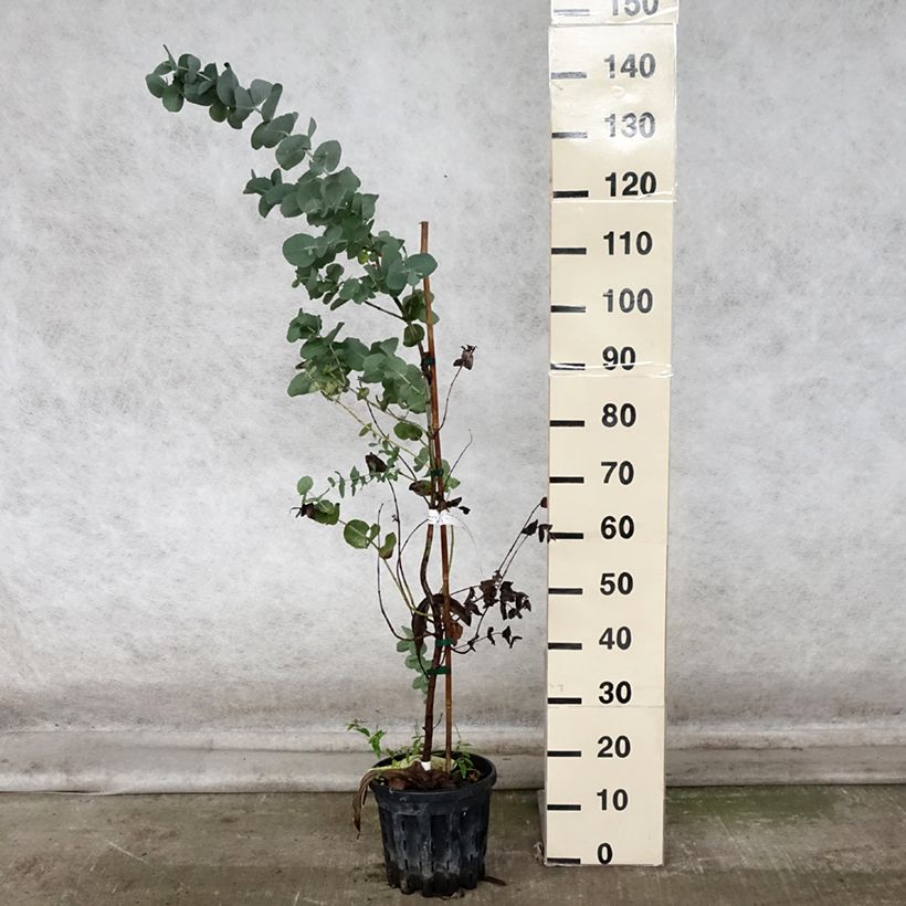Exemplaar van Eucalyptus cordata subsp. quadrangulosa - Gomboom Pot van 4 l/5 l zoals geleverd in de herfst