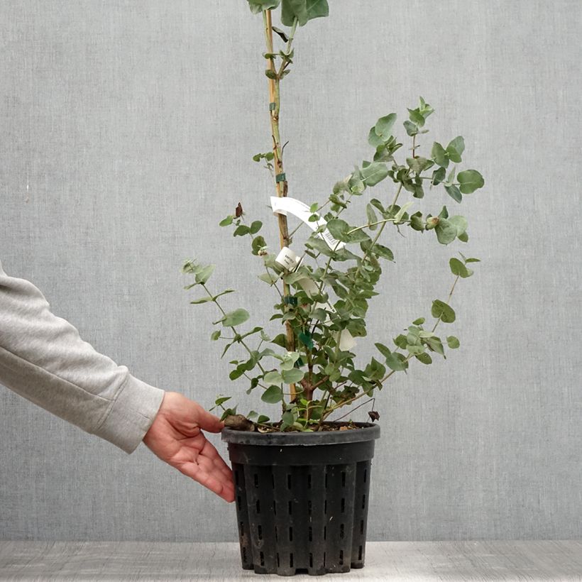 Exemplaar van Eucalyptus cordata subsp. quadrangulosa - Gomboom Pot van 4 l/5 l zoals geleverd in de zomer