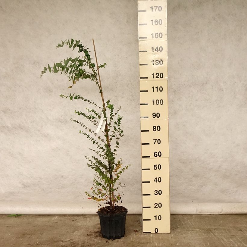 Exemplaar van Eucalyptus crenulata Pot van 4 l/5 l zoals geleverd in de zomer