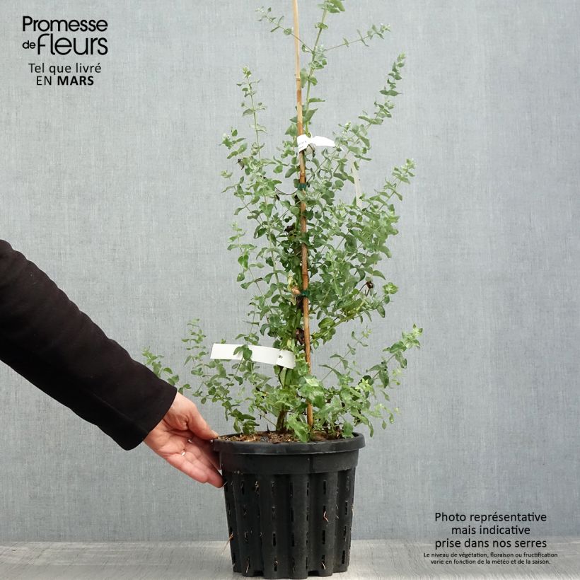Example of Eucalyptus crenulata Pot van 4 l/5 l as you get in printemps