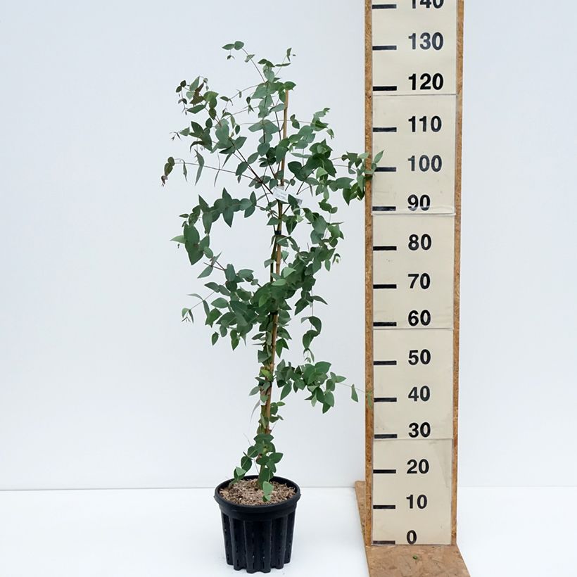 Exemplaar van Eucalyptus dalrympleana - Gomboom Pot van 4 l/5 l zoals geleverd in de herfst