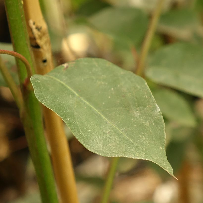 Eucalyptus deanei - Gommier de Deane (Blad)