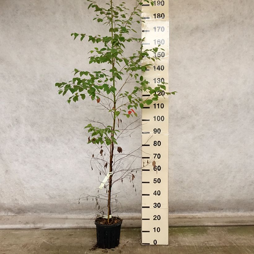 Exemplaar van Eucalyptus deanei - Gommier de Deane Pot van 4 l/5 l zoals geleverd in de herfst