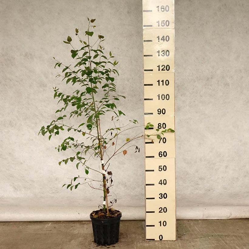 Exemplaar van Eucalyptus deanei - Gommier de Deane Pot van 4 l/5 l zoals geleverd in de zomer