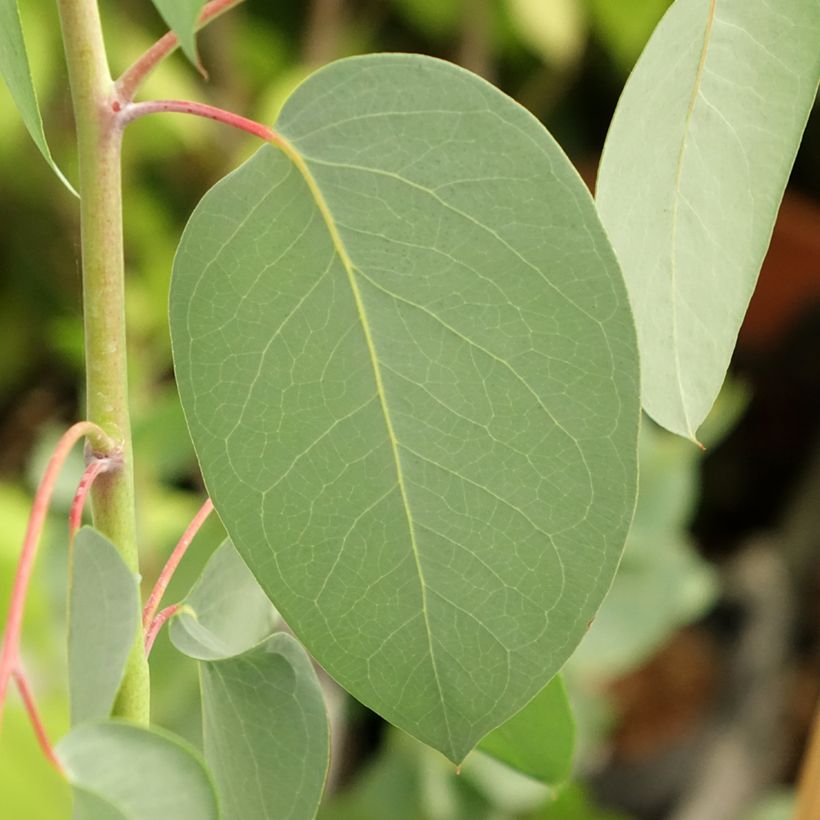 Eucalyptus delegatensis subsp. tasmaniensis - Alpine gomboom (Blad)