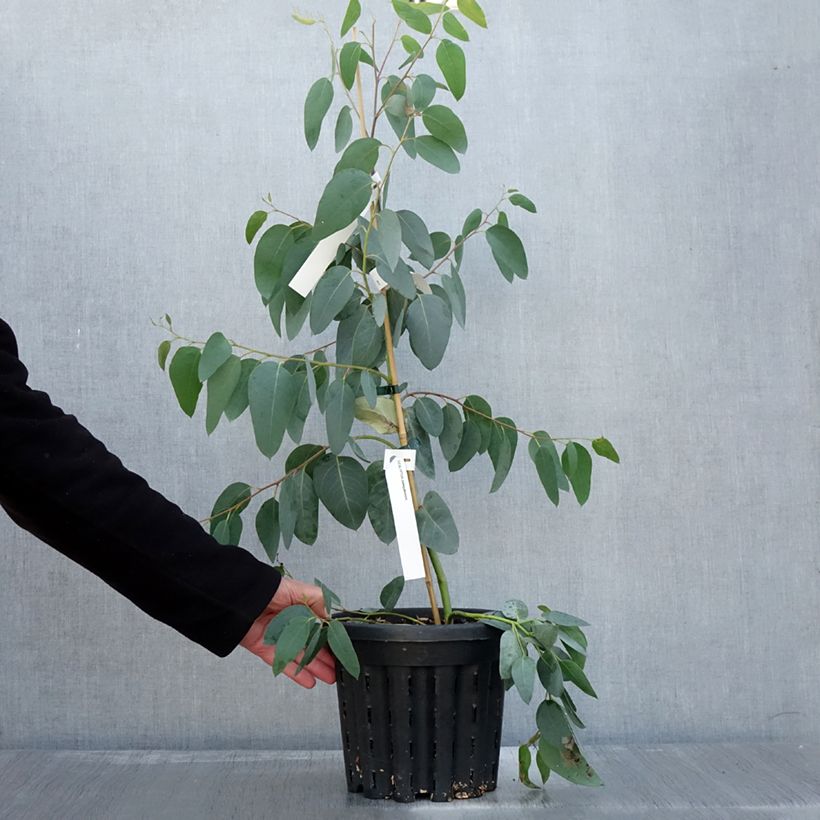Exemplaar van Eucalyptus delegatensis subsp. tasmaniensis - Alpine gomboom Pot van 4 l/5 l zoals geleverd in de herfst