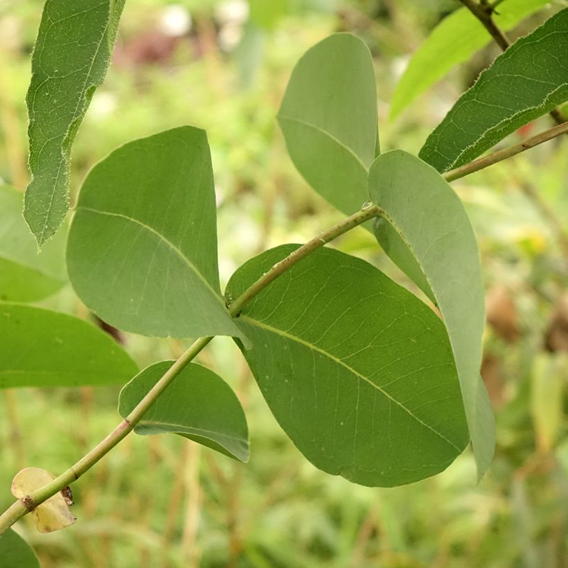 Eucalyptus elliptica - Elliptische gomboom (Blad)