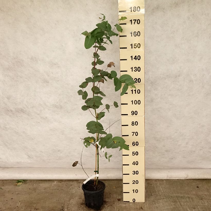Exemplaar van Eucalyptus elliptica - Elliptische gomboom Pot van 4 l/5 l zoals geleverd in de zomer
