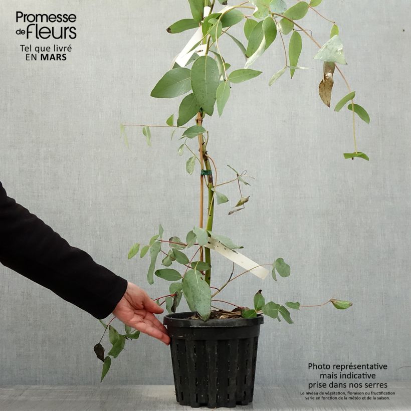 Example of Eucalyptus elliptica - Elliptische gomboom Pot van 4 l/5 l as you get in printemps