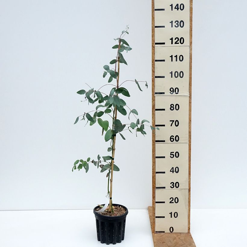 Exemplaar van Eucalyptus elliptica - Elliptische gomboom Pot van 4 l/5 l zoals geleverd in de herfst