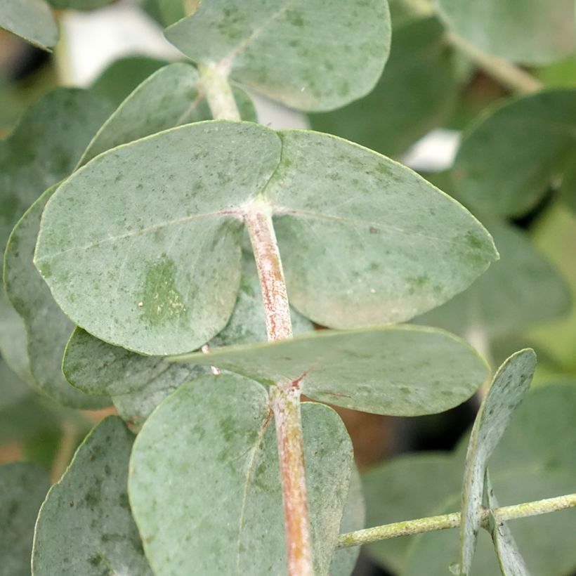Eucalyptus glaucescens Guthega - Tingiringi gum (Blad)