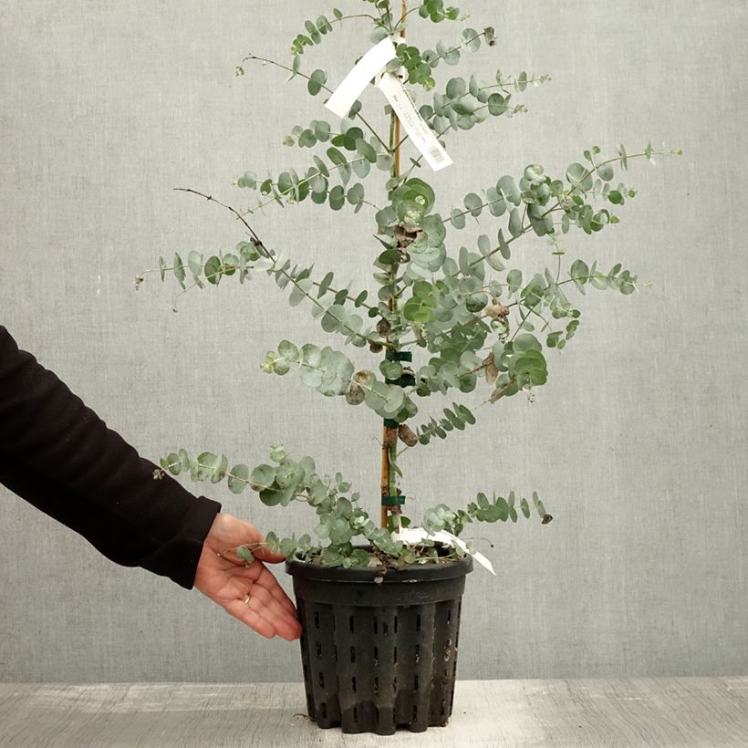 Exemplaar van Eucalyptus glaucescens Guthega - Gommier Tingiringi Pot de 4L/5L, Pot anti-chignon zoals geleverd in de herfst