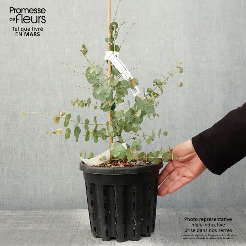 Example of Eucalyptus glaucescens Guthega - Tingiringi gum Pot van 4 l/5 l as you get in printemps