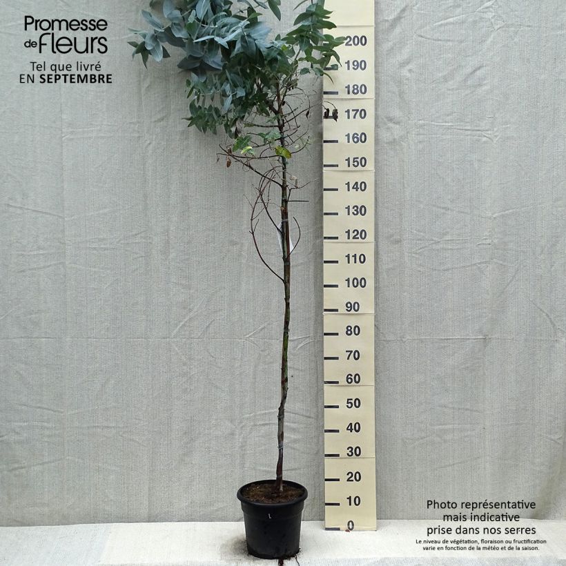 Exemplaar van Eucalyptus globulus - Blauwe gomboom Pot van 7,5 l/10 l zoals geleverd in de herfst