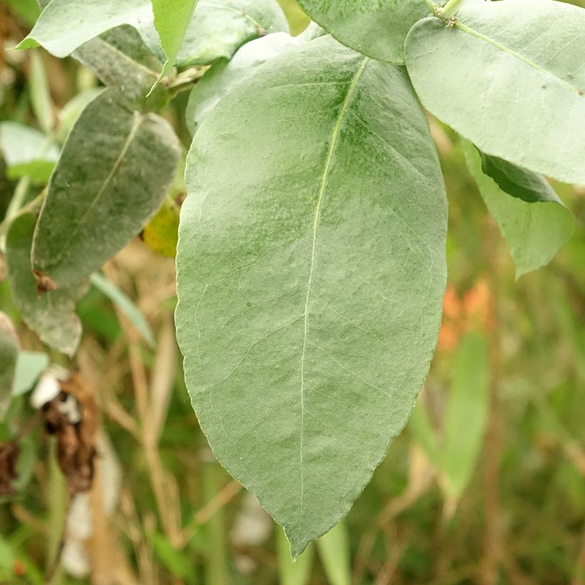 Eucalyptus globulus bicostata - Gomboom (Blad)