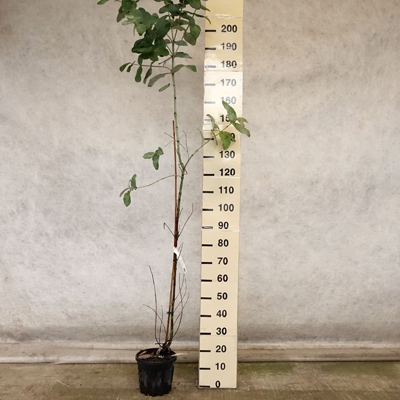 Exemplaar van Eucalyptus globulus bicostata - Gomboom Pot van 4 l/5 l zoals geleverd in de herfst