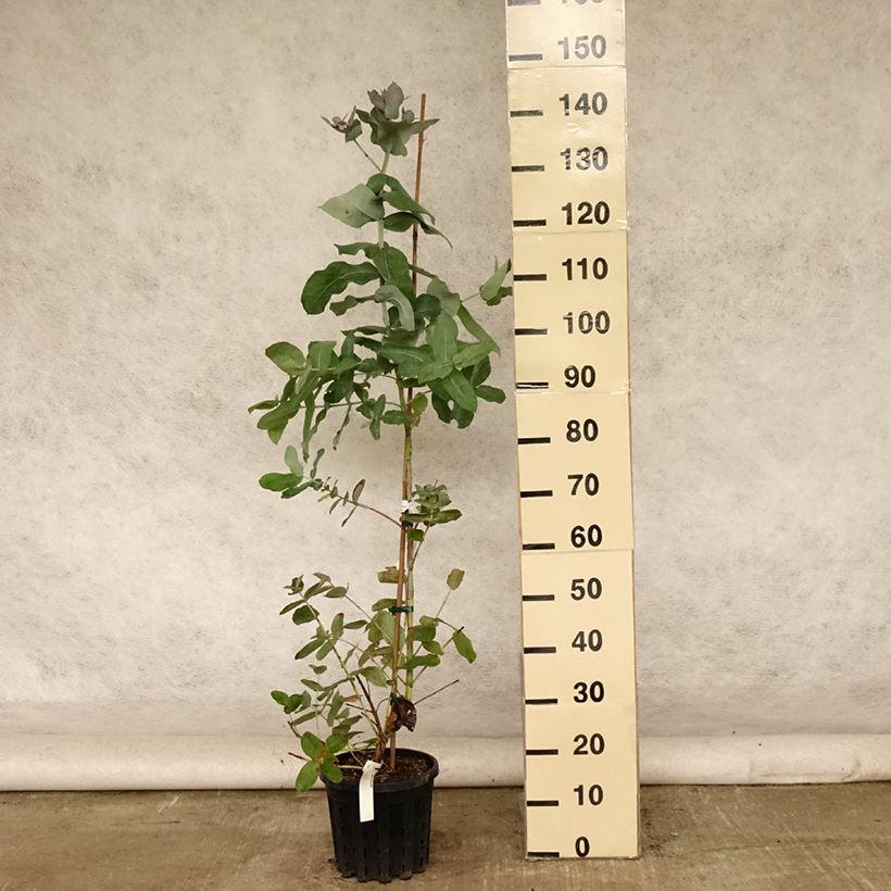 Exemplaar van Eucalyptus globulus bicostata - Gomboom Pot van 4 l/5 l zoals geleverd in de zomer