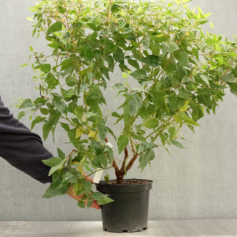 Exemplaar van Eucalyptus gomphocephala Kaduri - Gomboom Pot van 6 l/7 l zoals geleverd in de zomer