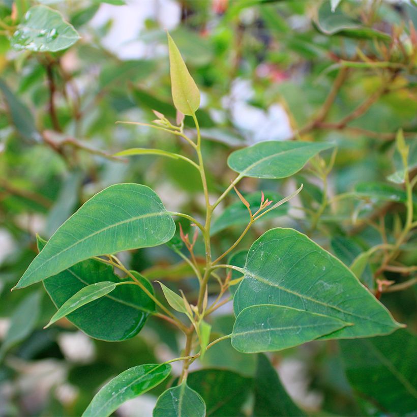 Eucalyptus gomphocephala Kaduri - Gomboom (Blad)