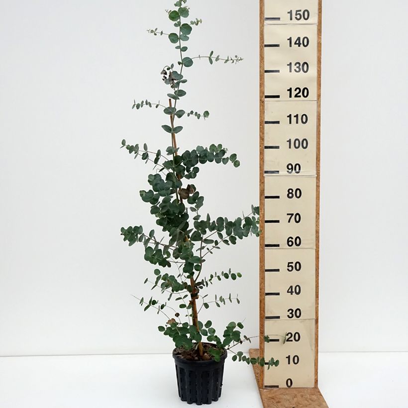 Exemplaar van Eucalyptus goniocalyx Dwarf Form - Gomboom Pot van 4 l/5 l zoals geleverd in de herfst