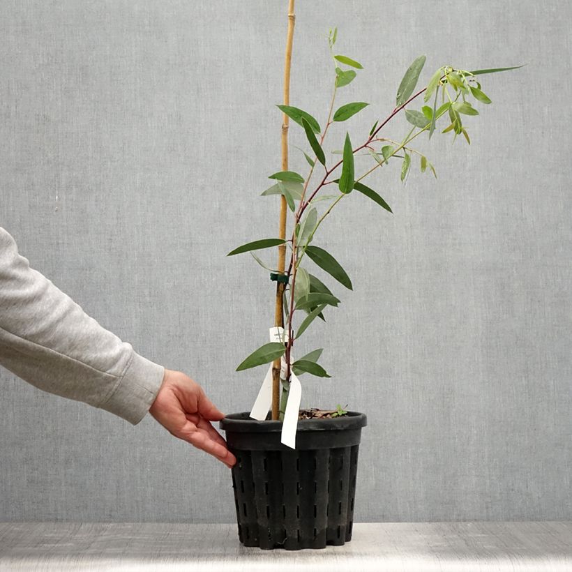 Exemplaar van Eucalyptus gregsoniana - Gomboom Pot van 3 l/4 l zoals geleverd in de zomer