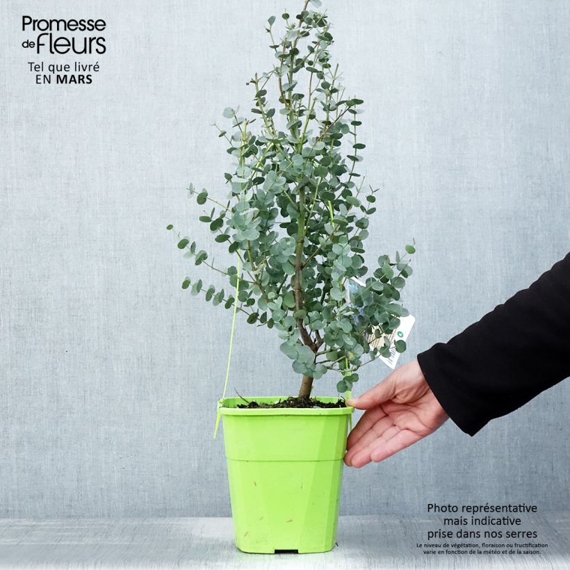 Exemplaar van Eucalyptus gunnii Azura - Cidergomboom Pot van 3 l/4 l zoals geleverd in de lente